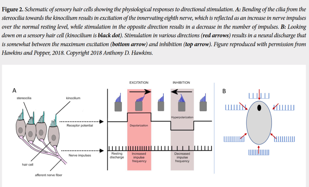 محلی‌سازی منبع صدا